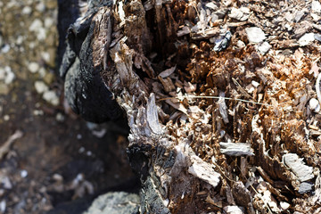 the charred end of a tree stump
