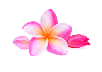 Frangipani flower with water droplets