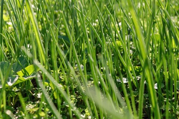 Green grass on the lawn closeup. Background texture Wallpaper