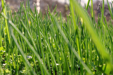 Green grass on the lawn closeup. Background texture Wallpaper