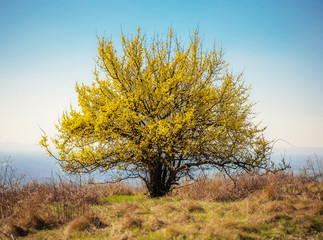 blühende Kornelkirsche, Dirndlstrauch zu Ostern im Frühling