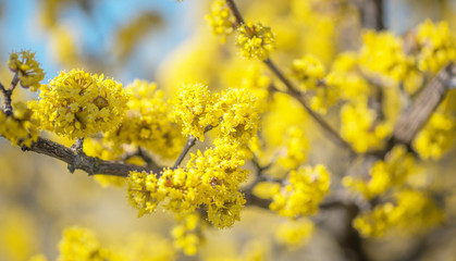 blühende Kornelkirsche, Dirndlstrauch zu Ostern im Frühling