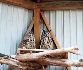 Owls. Owls in captivity