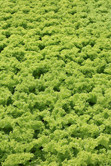 Green salad texture background