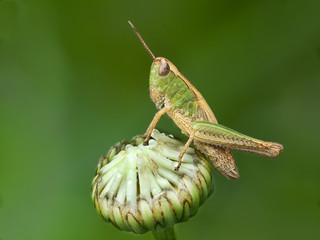 Grasshoppers close up on a flower