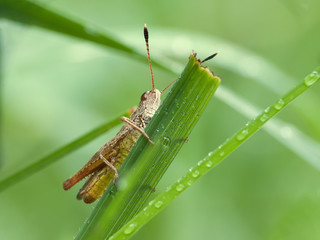 Macro of a Grasshopper on a green plant