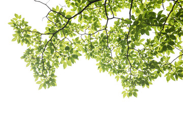 green leaf on white background