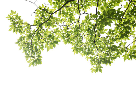 Fototapeta green leaf on white background