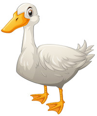 White duck standing on white background