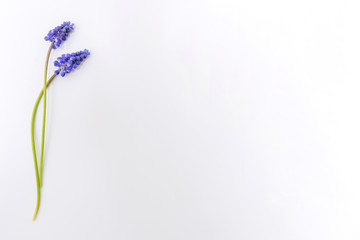 Purple flower buds on white background