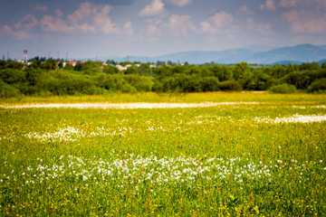 Flowering in the valley of the daffodils. Spring. Transcarpathia. Near Khust. Ukraine.