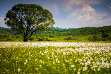 Fototapeta na wymiar Flowering in the valley of the daffodils. Spring. Transcarpathia. Near Khust. Ukraine.