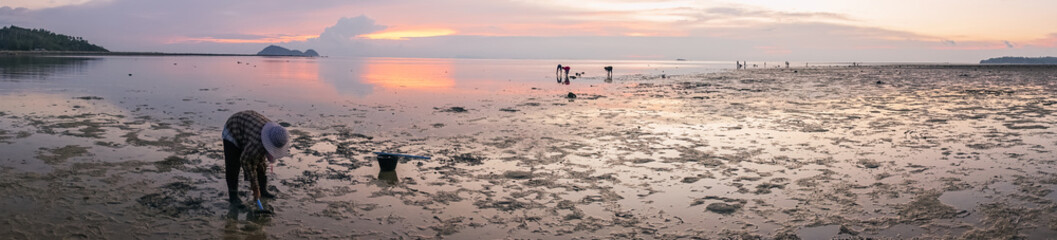 Thai Women on the beach at low tide to collect seashells and seaweed i seashells on the beach at low tide at sunset.