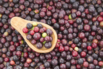 Fruits of wild grapes on different backgrounds (Vaccinium meridionale)