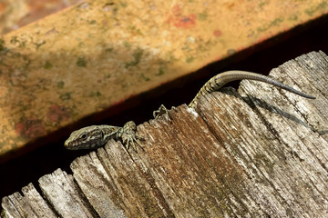 The common wall lizard (Podarcis muralis).