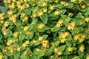 A Beautiful Background of Yellow Honeysuckle Flowers.