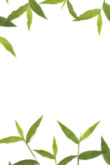 abstract nature background the frame of green grass for a copy space