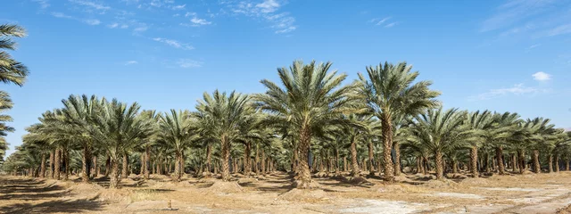 Crédence de cuisine en verre imprimé Palmier Vue panoramique sur plantation de palmiers à données. Les palmiers dattiers ont une place importante dans l& 39 agriculture avancée du désert au Moyen-Orient