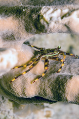 Banded Clinging Crab, Mithrax cinctimanus: