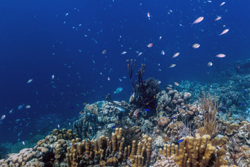 coral reef off coast