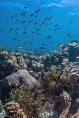 Fototapeta na wymiar Coral reef island Bonaire