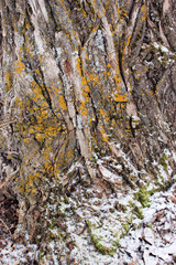 Obraz premium tree bark