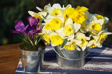 Spring composition from daffodils and crocuses in metal buckets.