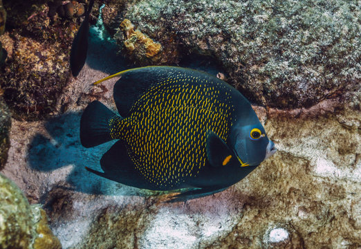 French angelfish, Pomacanthus paru,