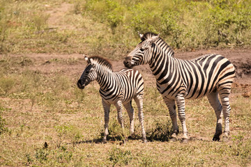 Fototapeta na wymiar Burchell’s zebra mother and young foal alert to activity around the waterhole