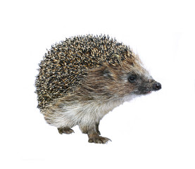 Forest wild hedgehog isolated