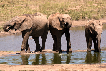 Fototapeta na wymiar African elephant bull trio drinking at a remote waterhole