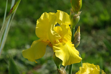 Iris jaune au printemps au jardin