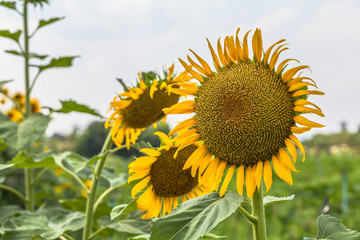 sunflower field in the field.