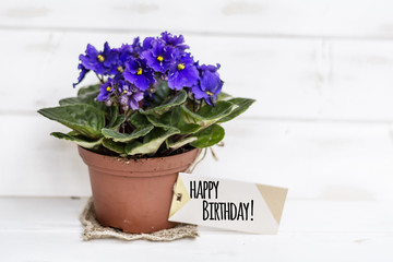 pot violet flowers for birthday gift with happy birthday message card