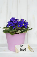 pot violet flowers for birthday gift with happy birthday message card