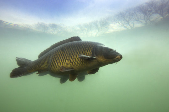 Underwater shot of the fish (Carp of the family of Cyprinidae) in a pond. Common Carp (Cyprinus carpio)  with beautiful background. Live in the river habitat.