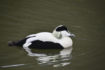 Portrait of Common Eider duck bird Somateria Mollissima in Spring in natural habitat