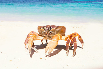 Hairy leg mountain crab, Tachai island, Phang Nga Province, Thailand