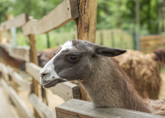 Cute llama, funny animal, standing