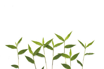 abstract nature background the frame of green grass for a copy space