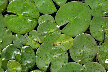 lily pads