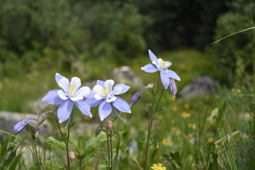 Columbine Flowers