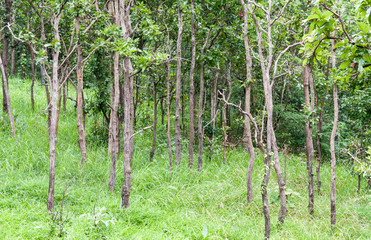 Fototapeta premium Sparse forest with the garss field.