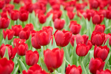 Tulips garden