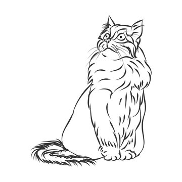 Fluffy cat outline on white background, vector