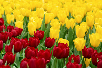 Tulips garden