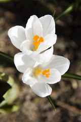 spring white crocuses in the morning sun