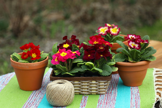 Bright primroses in terracotta pots and wicker basket. Spring decoration.

