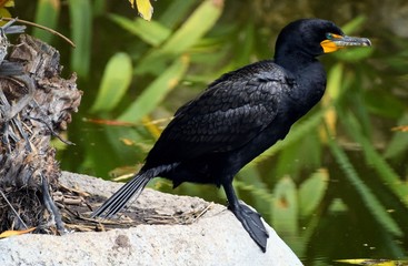 Cormorant