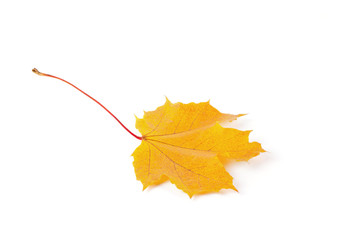 Autumn yellow leaf